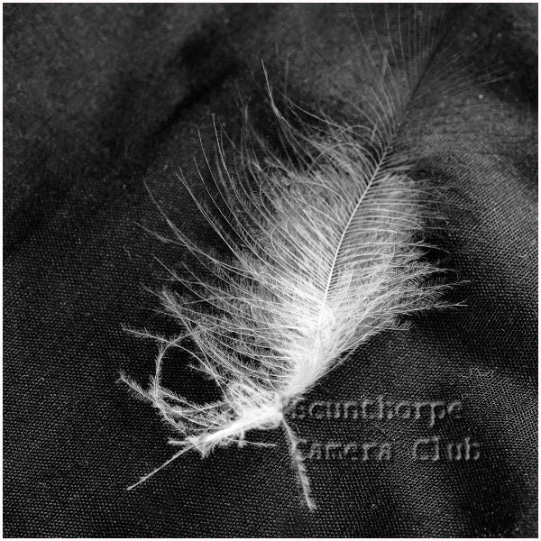Feather Lost 